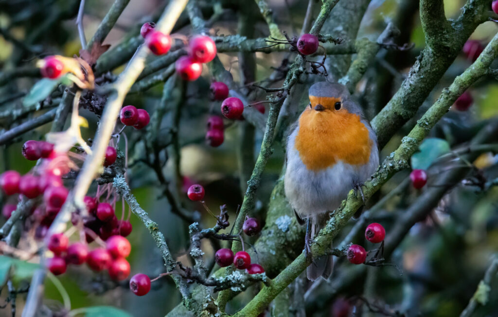 Natur im Biegerpark: Spannende Exkursionen für Familien im Mai, Juni und August